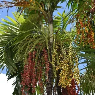 thumbnail for publication: Palm Varieties